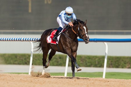 Panadol wins the Al Bastakiya Stakes at Meydan