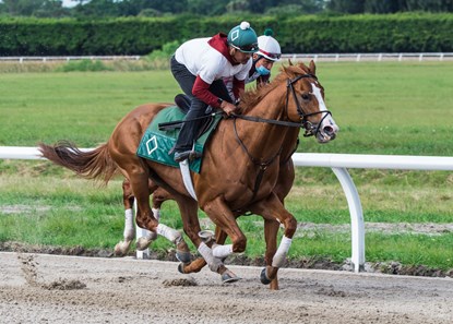 Nova Rags - Horse Profile - BloodHorse