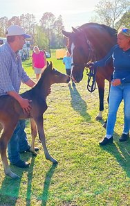 The Bahamian Squall newborn colt known as "Baby Mic" meets his eventual nurse mare, Unbridled Faith, at Bridlechase Farm 