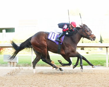 Goodnight Archie - Horse Profile - BloodHorse