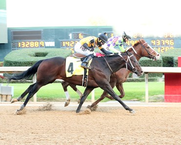 Sir Wellington Horse Profile Bloodhorse