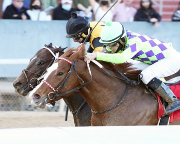 Sir Wellington Horse Profile Bloodhorse