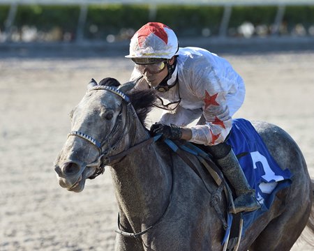 Crazy Beautiful Rallies To Win Gulfstream Park Oaks Bloodhorse