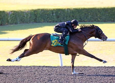 The Into Mischief filly consigned as Hip 224 works an eighth mile in :09 4/5 during the OBS under tack show