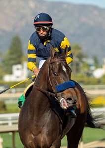 Ax Man - Horse Profile - BloodHorse
