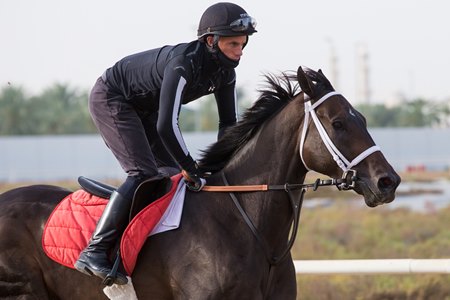 Thegreatcollection trains ahead of the Dubai World Cup at Meydan Racecourse