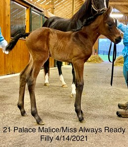 The Palace Malice filly out of Miss Always Ready at Three Chimneys Farm