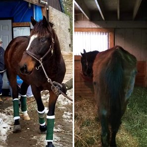 (L-R): A horse belonging to Amanda Scarsella before and after being sent to Whispering Creek Thoroughbreds