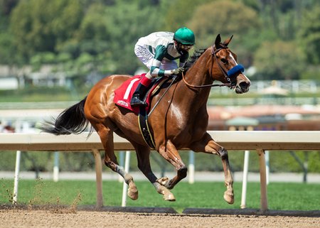 Champion Gamine Victorious In Las Flores Return Bloodhorse