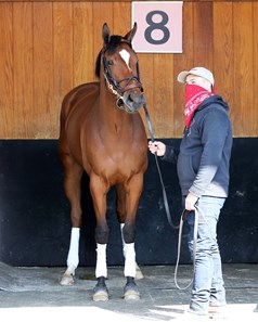 Clairiere - Horse Profile - BloodHorse