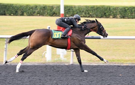 The Violence filly consigned as Hip 107 works a quarter-mile in :20 3/5 during the opening session of the OBS Spring Sale under tack show 
