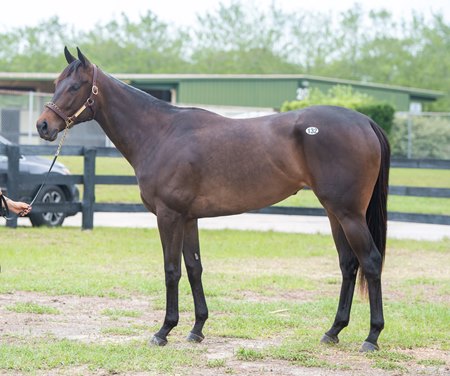 The Valiant Minister filly consigned as Hip 132 at the OBS Spring Sale 
