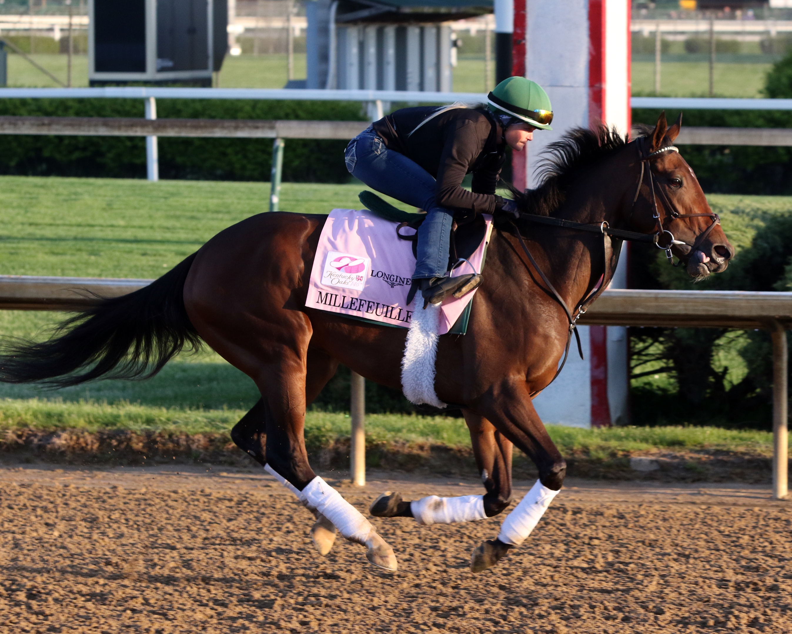 Millefeuille - Horse Profile - BloodHorse