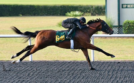 The Violence colt consigned as Hip 641 breezes an eighth-mile in :09 4/5 during the April 15 session of the OBS Spring Sale under tack show 