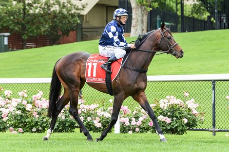 Russian Camelot to Stand at Widden Stud - Vimarsana News