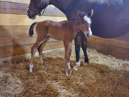 The filly by Charming Kitten out of Idealhouse born April 9 at Breakway Farm in Indiana
