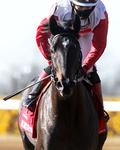 Scarlett Sky Horse Profile Bloodhorse