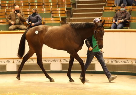 practical joke filly tops tattersalls craven day 1 bloodhorse