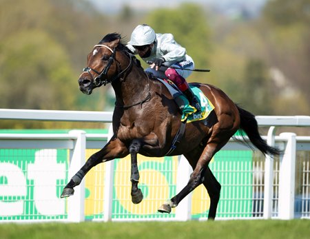 Palace Pier Romps In 4 Year Old Debut Bloodhorse