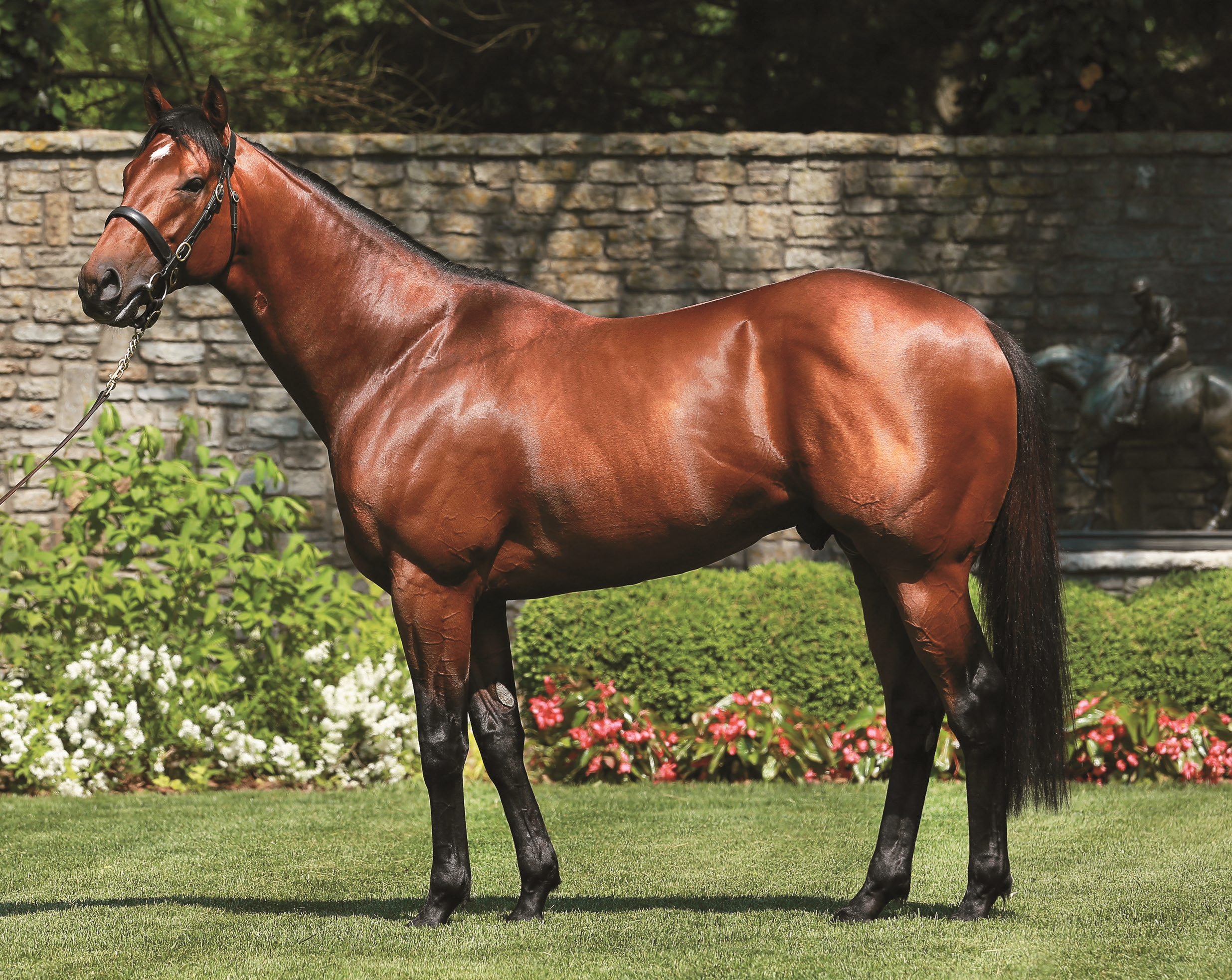 Progeny of Practical Joke Coveted at Juvenile Sales - BloodHorse