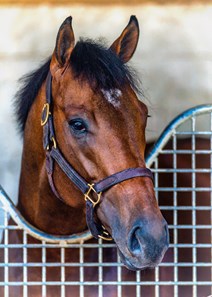 Helium - Horse Profile - BloodHorse