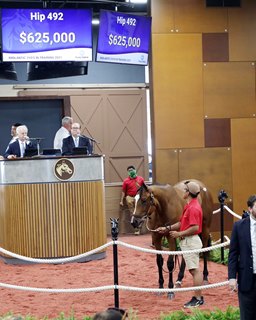 Xtreme Racing Stables Buys 625 000 Tapit Filly Bloodhorse