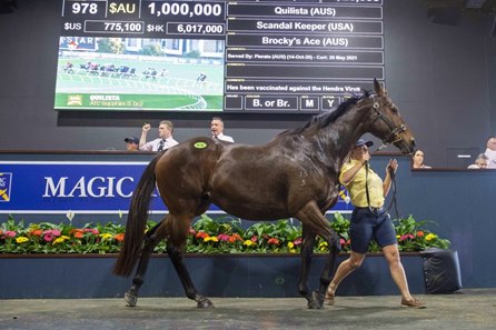 Quilista in the ring at the Magic Millions National Broodmare Sale