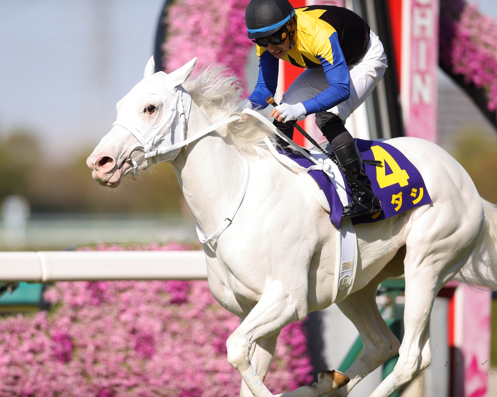1 1/2-Mile Test in Japanese Oaks Looms for Sodashi | Equibase
