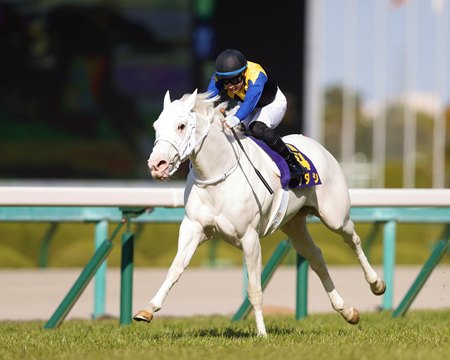 Sodashi wins the Oka Sho at Hanshin Racecourse