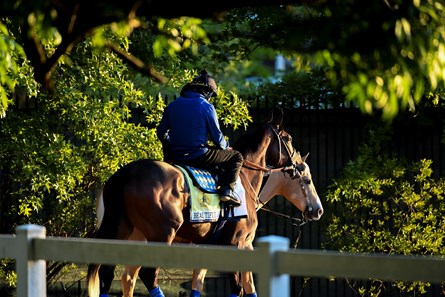 Beautiful Gift Horse Profile Bloodhorse