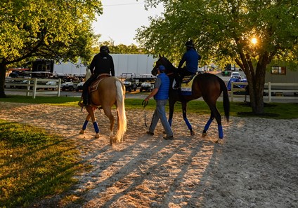 Beautiful Gift Horse Profile Bloodhorse