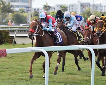 A Hamelin Horse Jockey Profile - Stats,News,Runners