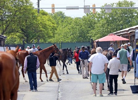 Potential buyers inspect 2-year-olds ahead of the Fasig-Tipton Midlantic Sale