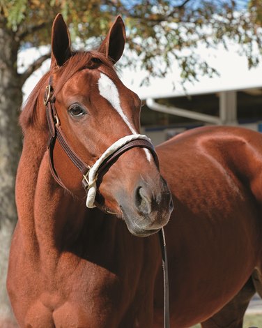 Pope buys Tapit colt for $2.1 million