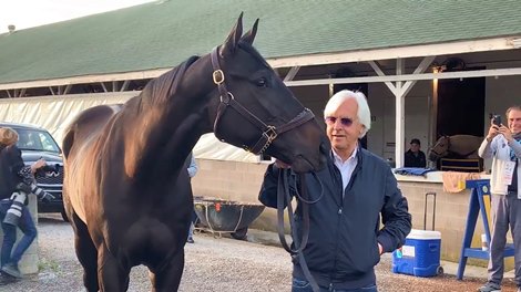 Medina Spirit Bright-Eyed Morning After Kentucky Derby - Video - - BloodHorse