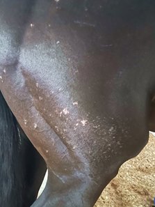 According to trainer Bob Baffert, the following picture illustrates the dermatitis on the hind end of Medina Spirit