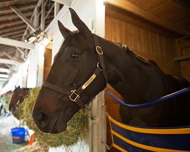 Medina Spirit Horse Profile Bloodhorse
