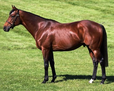 Nathaniel at Newsells Park Stud