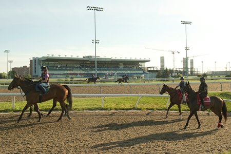Horses head to the track to train at Woodbine