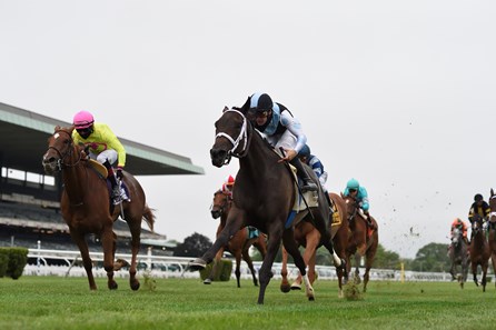 Con Lima Horse Profile Bloodhorse