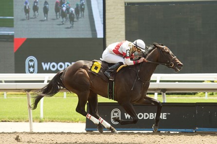 Lorena Horse Profile Bloodhorse