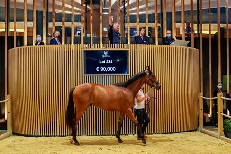 Dollar Nolimit in the ring at the Arqana Summer Sale