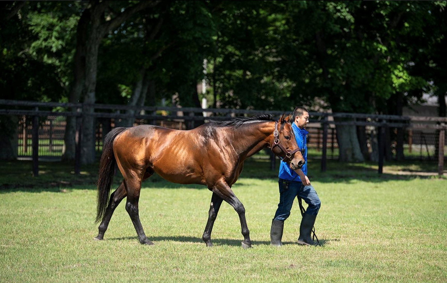 Shadai's Drefong Off to a Fast Start at Stud - BloodHorse