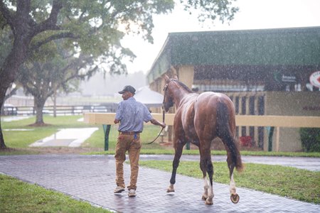 Walking a horse in the rain at the Ocala Breeders' Sales