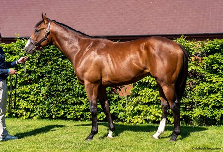 The Dark Angel colt consigned as Lot 165 at the Tattersalls Ireland Goresbridge Breeze-Up Sale