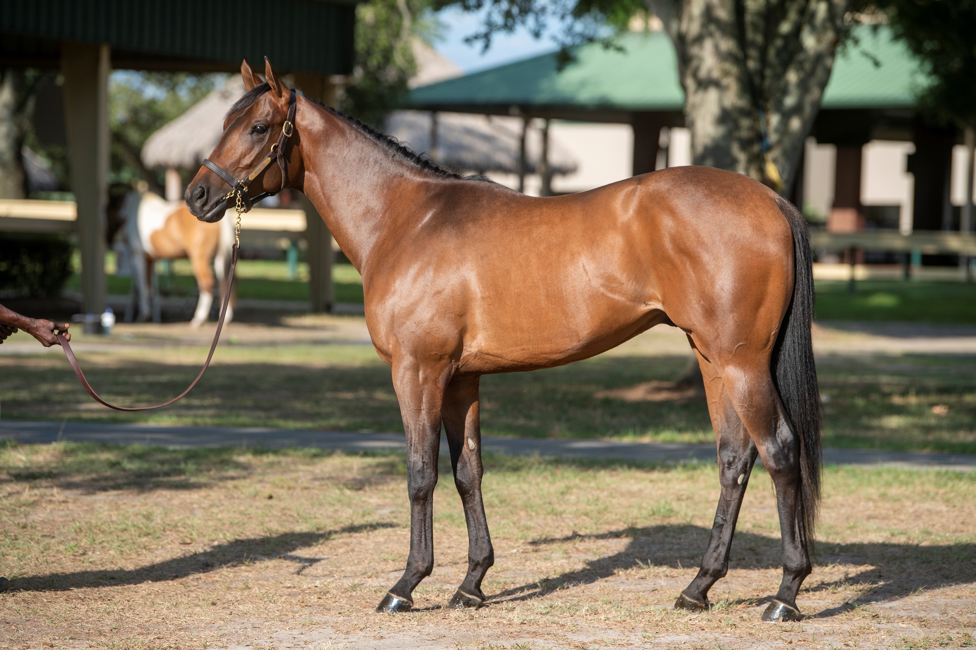 McKathan Looks to End Year Solid With Quality Road Colt - BloodHorse