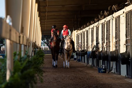 Horses in the shedrow at OBS