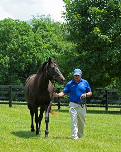 Delightful Quality - Horse Profile - BloodHorse