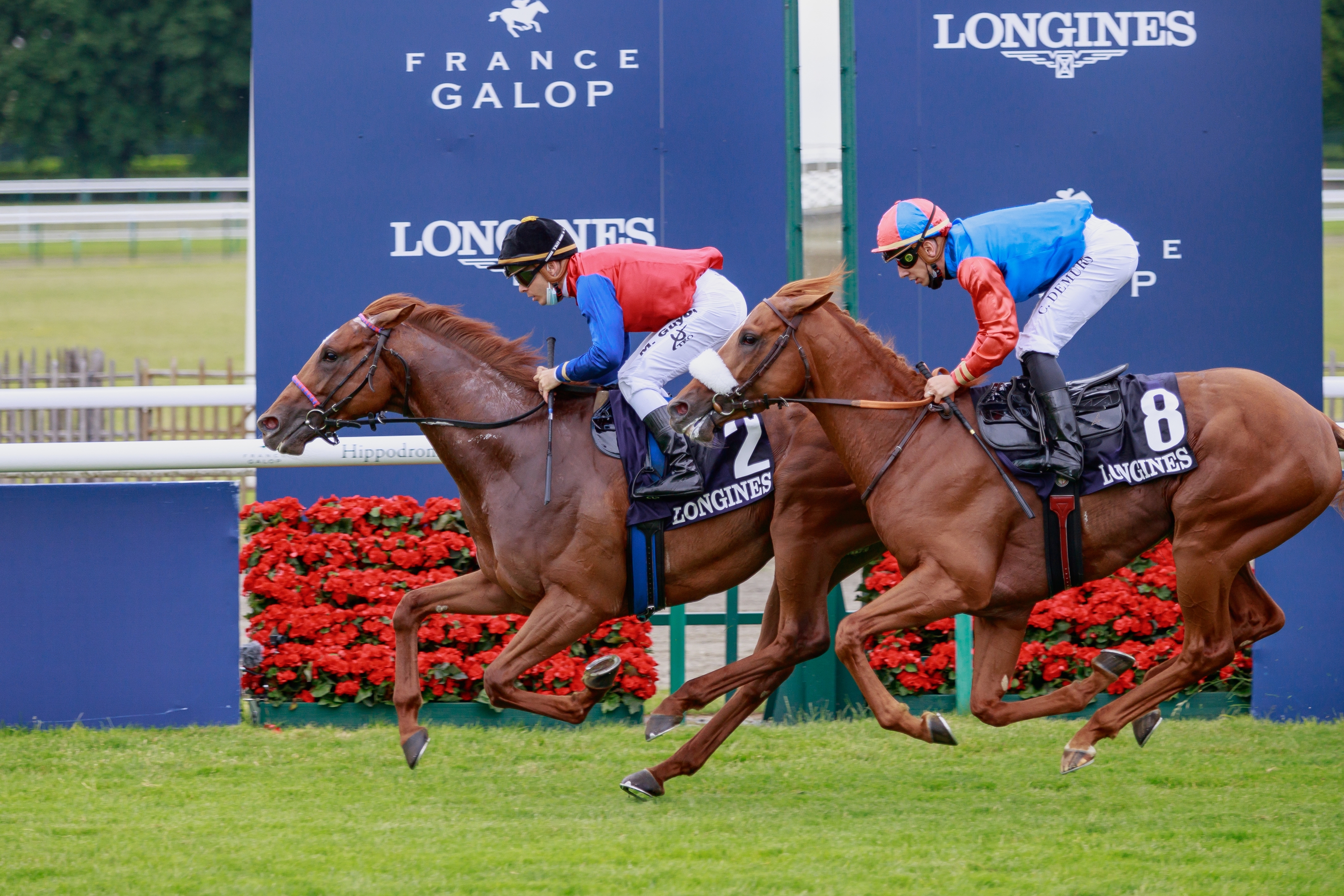 Northern Ruler GER Horse Profile BloodHorse