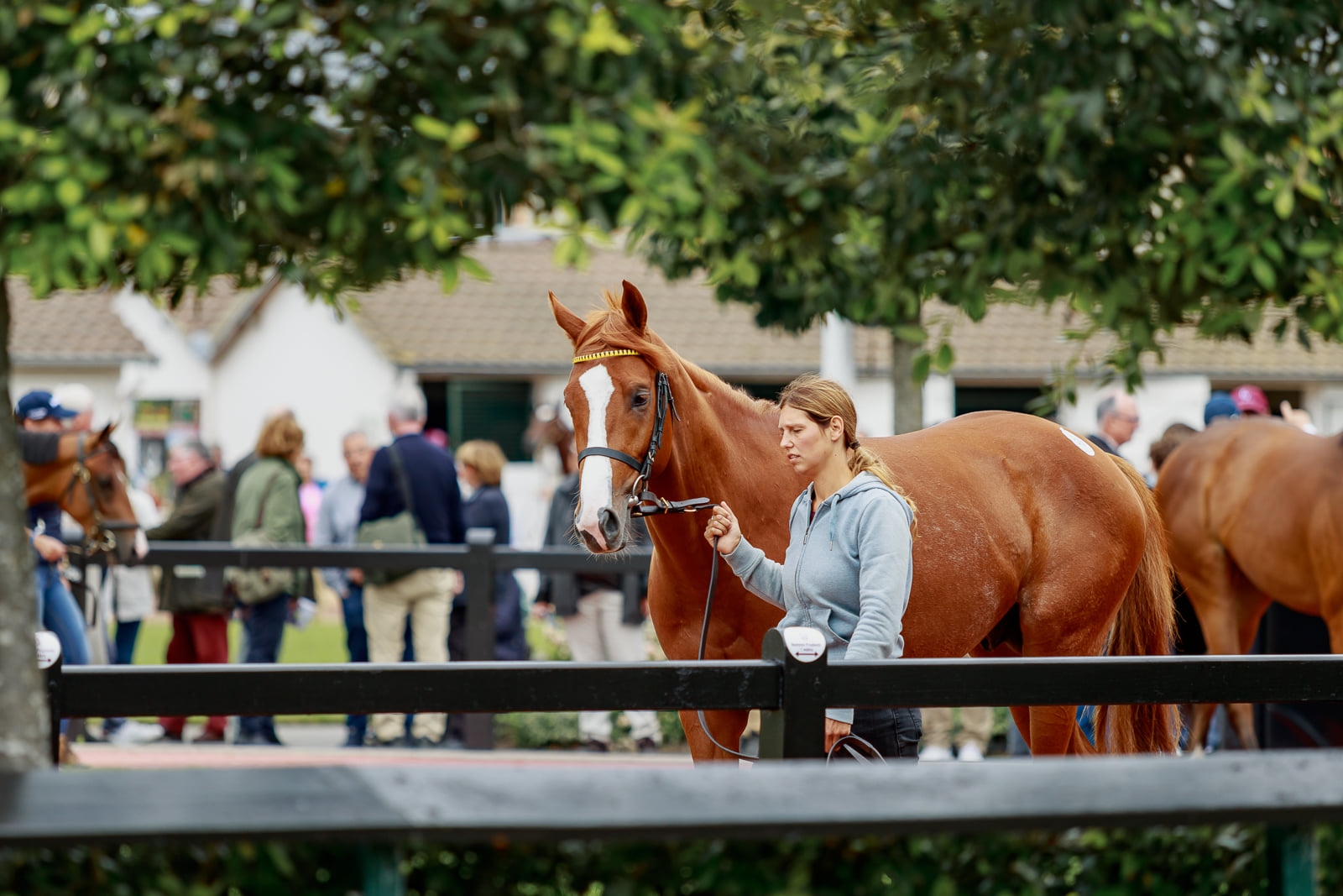 Catalog Now Online for Arqana Summer Sale - BloodHorse